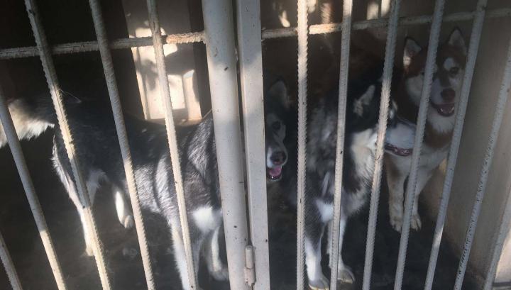 Մանվել Գրիգորյանի շները մնացել են սոված. Բաց նամակ