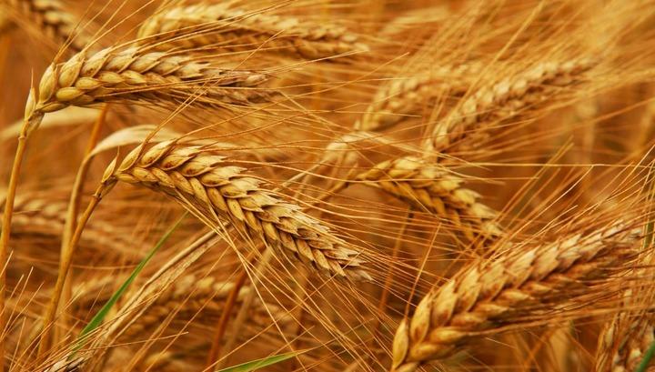 ՀՀ-ում ցորենի բերքատվությունը մոտ 50 տոկոսով նվազել է․ «Ժողովուրդ»