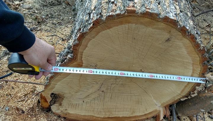Ստեփանավանում ապօրինաբար 100 ծառ է հատվել