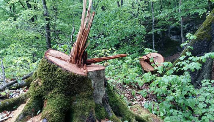 «Թեղուտի» ծրագրով անտառապատման գործընթացում չարաշահումներ են եղել