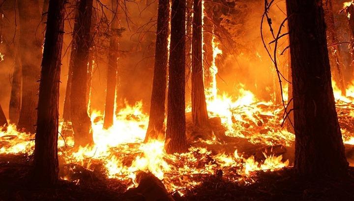 Ռուսաստանում մոտ 3 մլն հեկտար անտառ է այրվում