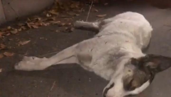 Կենդանաբանական այգու մոտ թափառող շներին վնասազերծում են․ տեսանյութեր