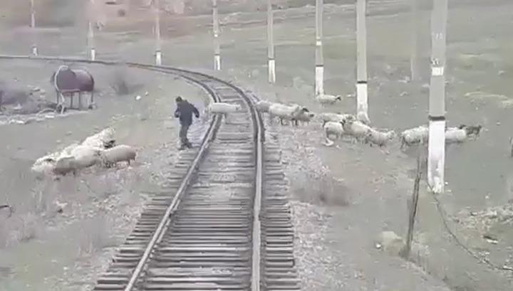 Ոչխարների հոտը հայտնվել է գնացքի ռելսերի վրա. տեսանյութ