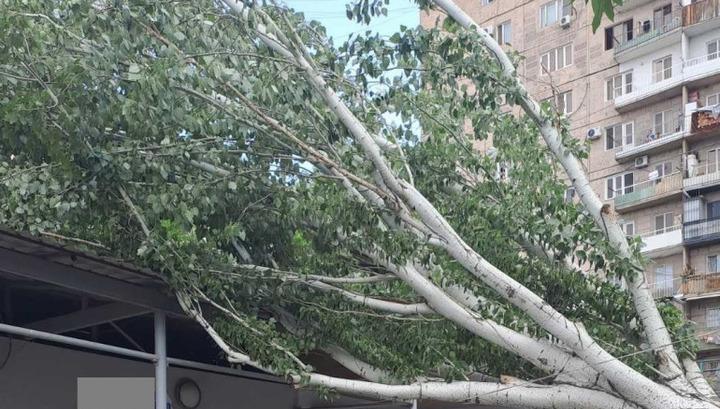 Երևանում ծառը քամուց կոտրվել և ընկել է ավտոտնակի վրա