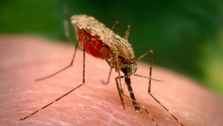 Մալարիայի բերովի դեպքերն ավելացել են. ԱՆ-ն հորդորում է հետազոտվել
