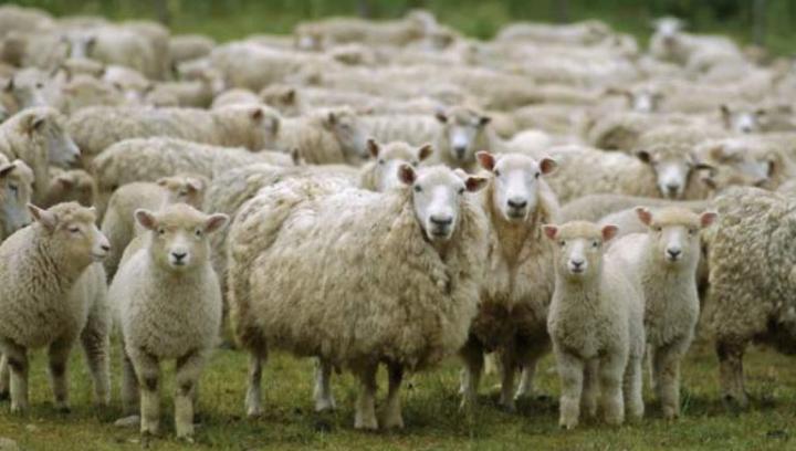 Ադրբեջանցիները Արավուսից մոտ 230 ոչխար են գողացել