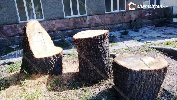 Առողջարանի տարածքում հաստաբուն ծառեր են հատվել. Shamshyan.com