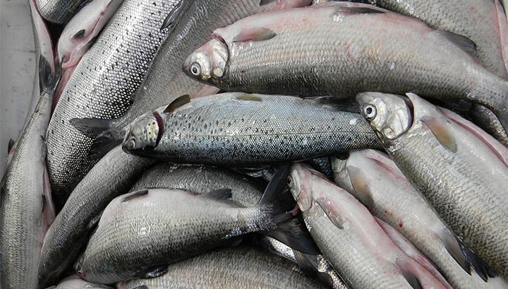 Սիգի որսի արգելված լինելու պայմաններում 44 000 կգ ձկան իրացման փաստեր են պարզվել
