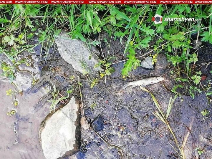 Լոռու մարզի Չքնաղ գետում հայտնաբերվել են մեծ թվով սատկած ձկներ