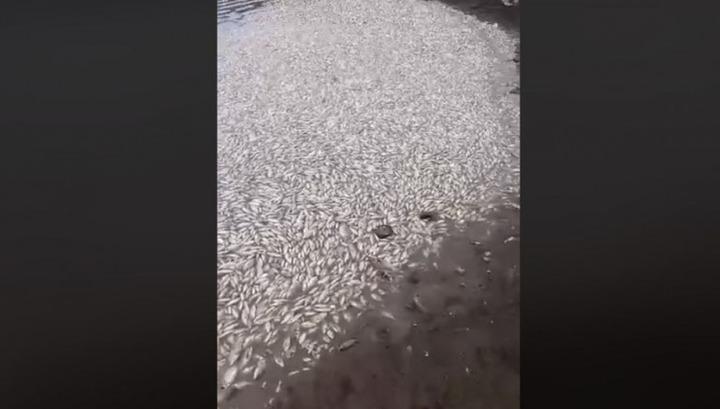 Սևաբերդի ջրամբարում ձկներ են սատկել