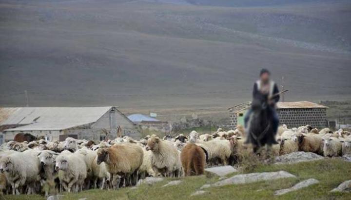 Ադրբեջանցիները Սյունիքում հովվի են առևանգել