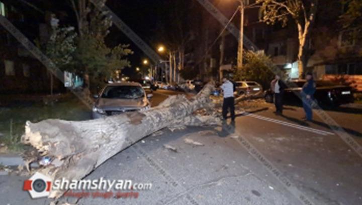 Երևանում բարդին կոտրվել և ընկել է կայանված 3 ավտոմեքենաների վրա