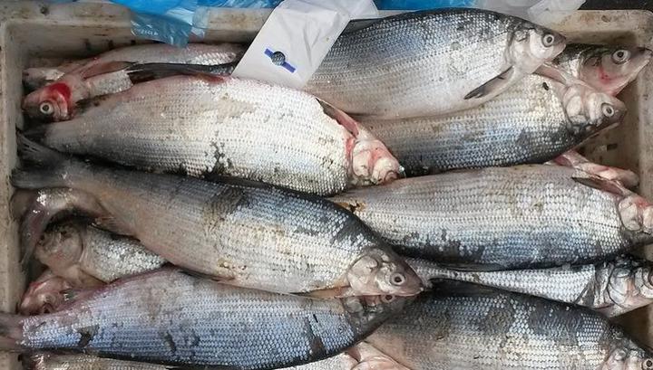 Առգրավել են բացօթյա վաճառվող 400 կգ սիգ տեսակի ձուկ և ձկնկիթ