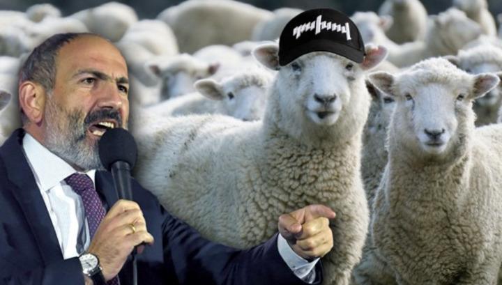 Ում է ոչխարի տեղ դրել Նիկոլ Փաշինյանը․ 7or.am