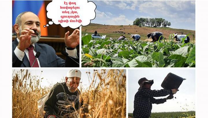 Խեղճ գյուղացի. բոլոր հարցերը լուծել են, հիմա էլ նոր տուրք են դնում գյուղատնտեսության վրա. 168.am