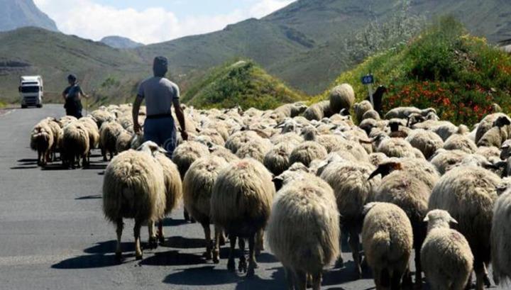Անասնապահությամբ զբաղվող քաղաքացից վաճառքի է հանել իր ունեցած 900 գլուխ ոչխարը․ «Ժողովուրդ»