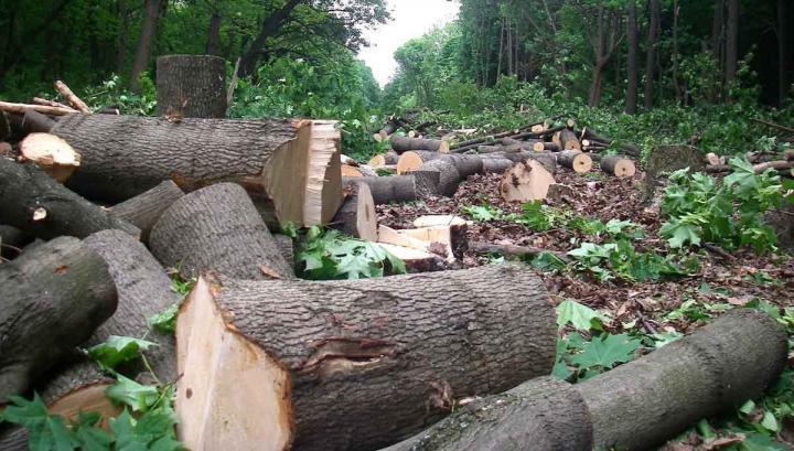 Լոռու անտառներում ապօրինի հատվել է 4416 ծառ, վնասը կազմել է 182 մլն դրամ