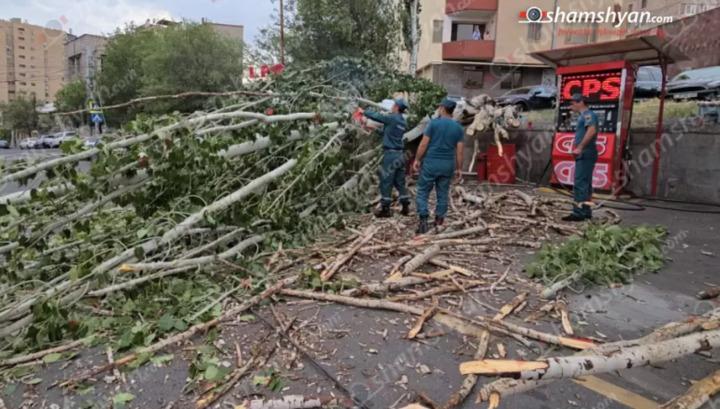 Երևանում հսկայական բարդին արմատից պոկվել ու ընկել է