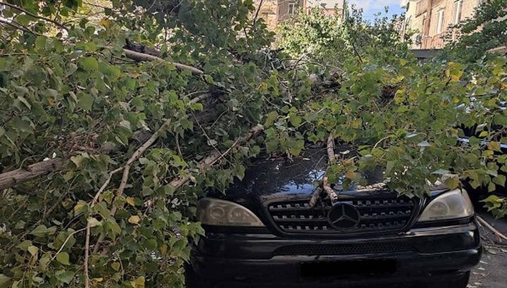 Երևանում քամուց ծառն ընկել է մեքենաների վրա