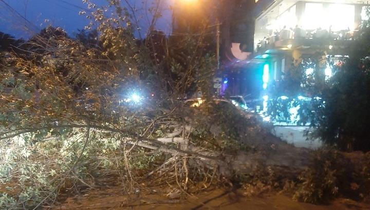 Երևանում քամու հետևանքով ծառեր են տապալվել