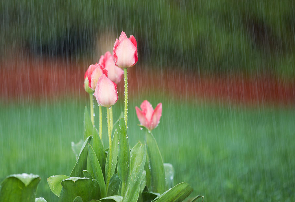 blooming-flowers-in-springtime-rain-thomas-baker-main