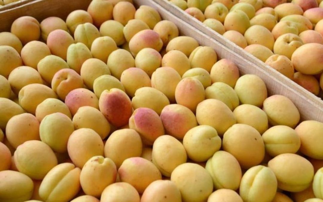 Այս տարի որքա՞ն ծիրան է արտահանվել Հայաստանից