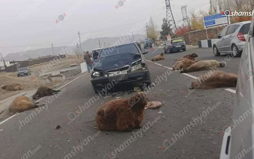 Արտակարգ պատահար Շիրակի մարզում․ ավտոմեքենան բախվել է ոչխարների հոտին