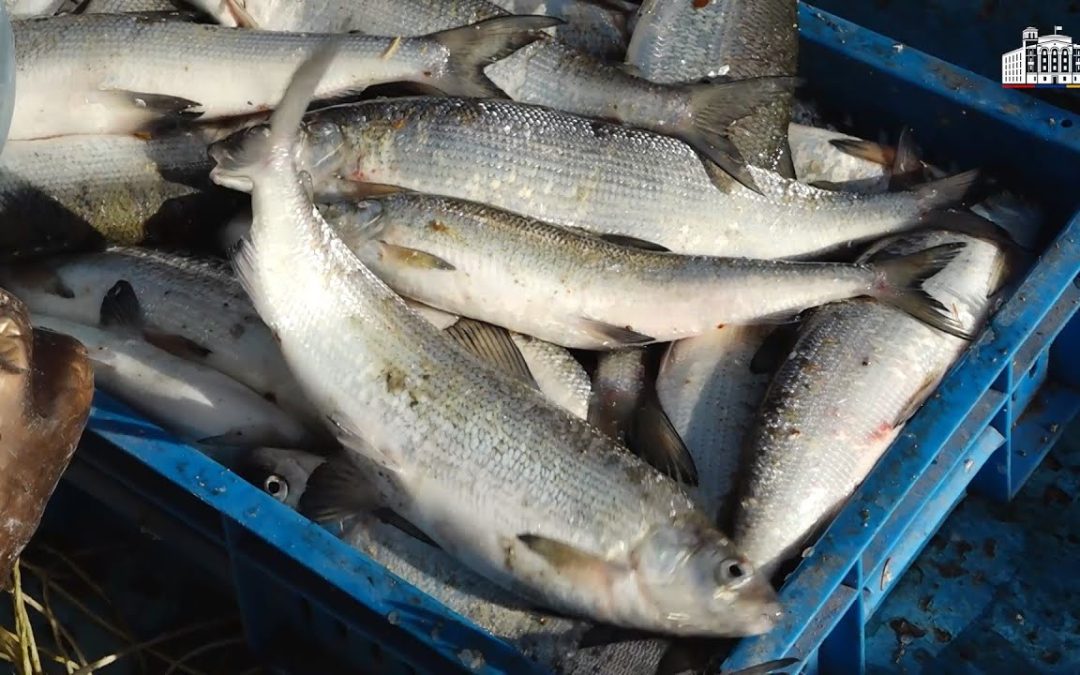 «Կոչ ենք անում ձկնորսներին՝ սպասել մինչև սիգի որսի արգելքի ավարտը». ՆԳՆ