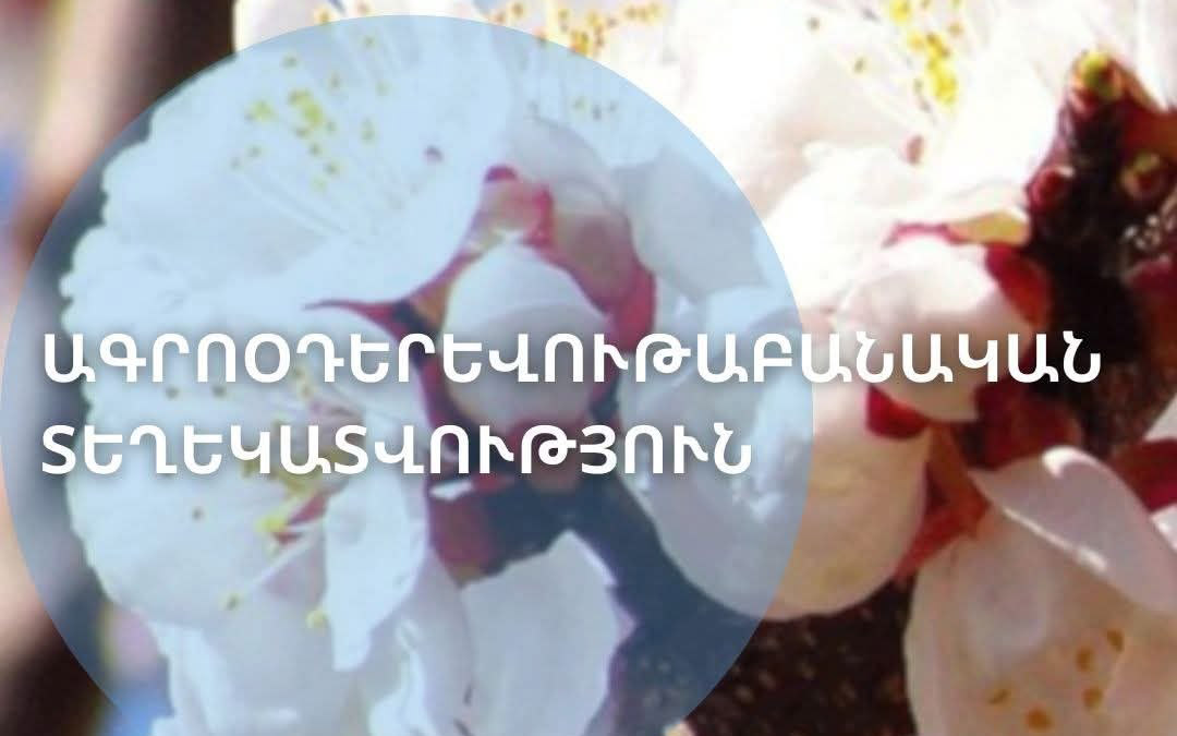 Արարատյան դաշտում դիտվել է ծիրանենու մասսայական ծաղկում