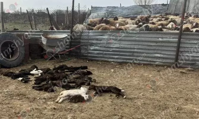 Քարակերտում կասկածելի հիվանդության պատճառով մոտ 100 ոչխար ու գառներ են սատկել