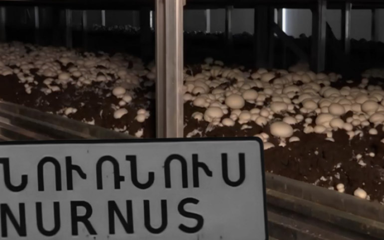 Տարիներ ձգվող գարշահոտություն. Նուռնուսի բնակիչները դժգոհում են «Առողջ սունկ» ՍՊԸ-ի գործունեությունից. «Հետք»