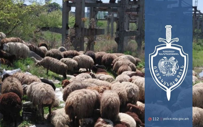 Ոչխարներ են գողացել. 30-ամյա տղամարդը ձերբակալվել է