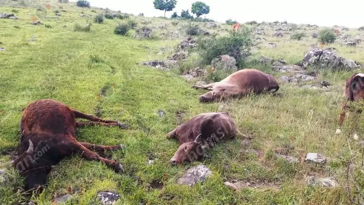 Հովիվը իր կովերին, ցուլիկներին և երինջին հայտնաբերել է սատկած
