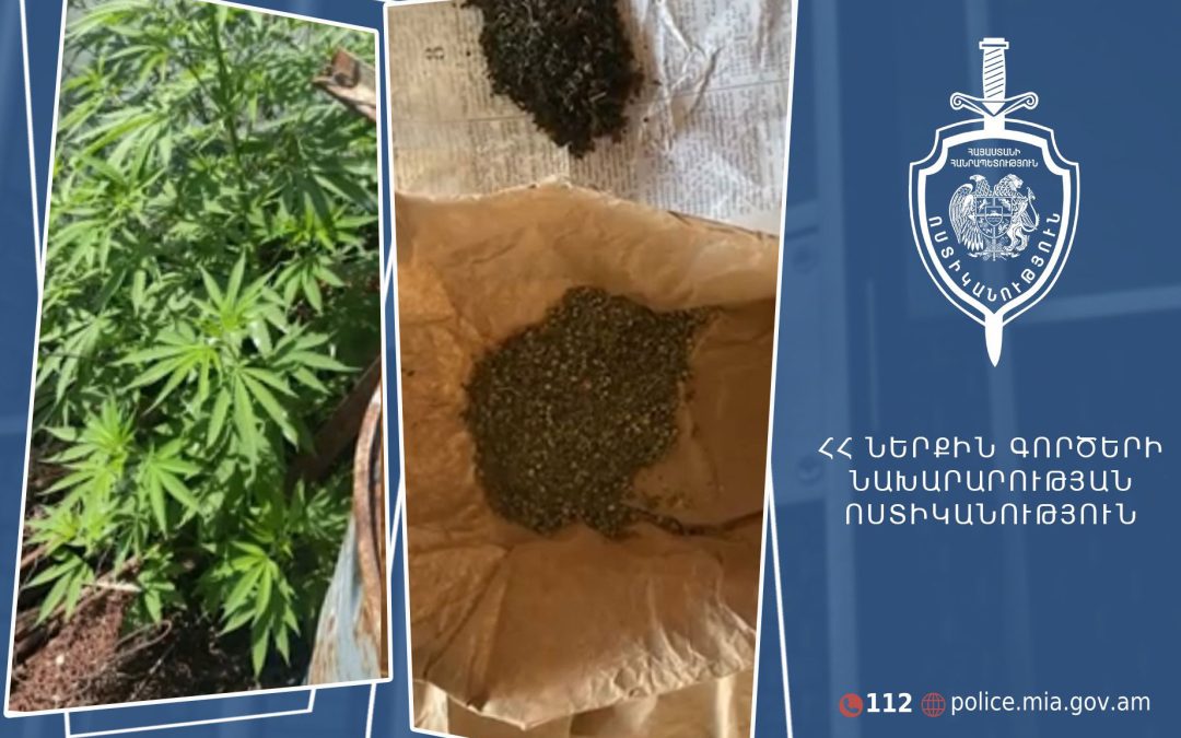 Էջմիածնում տղամարդու բակում հայտնաբերվել է մշակված կանեփի 107 թուփ