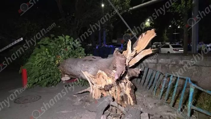 Երևանում արմատից չորացած հաստաբուն ծառը տապալվել է՝ կոտրելով գազախողովակներ, վնասելով ավտոմեքենաներ