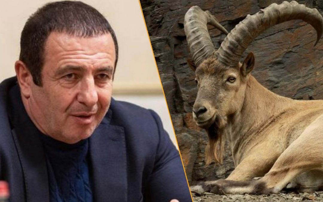 Որտեղ են Գագիկ Ծառուկյանի մուֆլոններն ու բեզոարյան այծերը. «Հրապարակ»