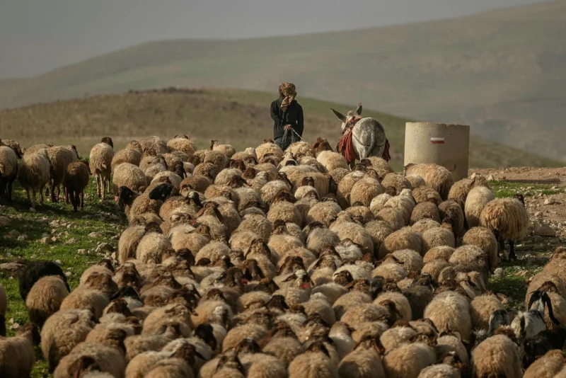 Азербайджанский пастух не заблудился, а перешел на армянскую сторону с белым флагом, чтобы сдаться – 24News