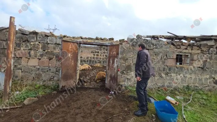 Ջրամբար գյուղում գայլերի ոհմակը մեծ թվով գառներ է հոշոտել